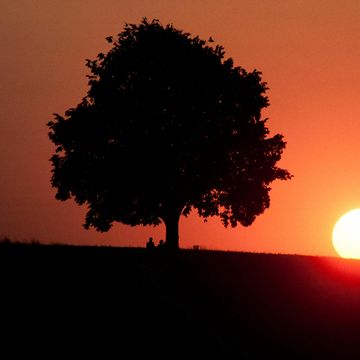 Baumkuppe mit Sonenuntergang Stimmung