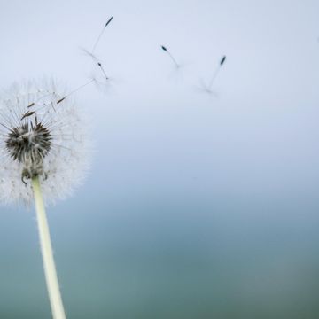 fliegende Löwenzahn Samen