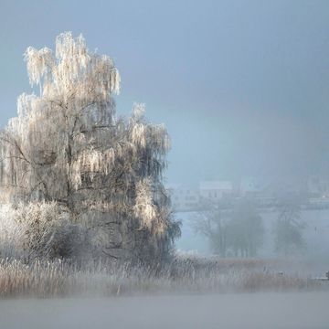 frostige eisige Winterstimmung im Riet 