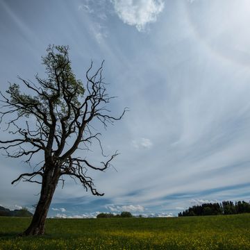 Baum ohne Blätter