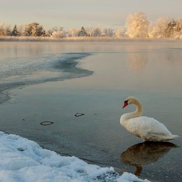 Schwan auf vereistem Gewässer