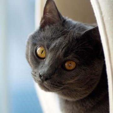 schwarze Katze mit gelben Augen